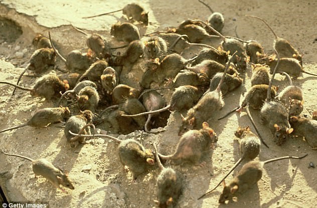 موش‌ها استرالیا را خوردند! + عکس‌ها